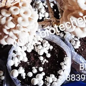 Commercial Training on Oyster and Milky Mushroom Cultivation-Online