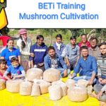 Mushroom Training Oyster and Milky