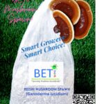 reishi mushroom