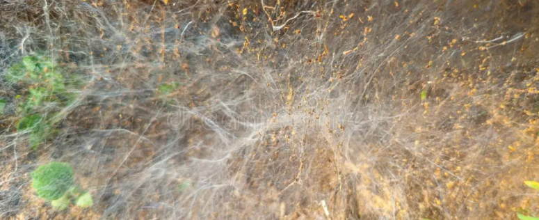 mycelium